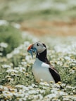 white and black bird on ground