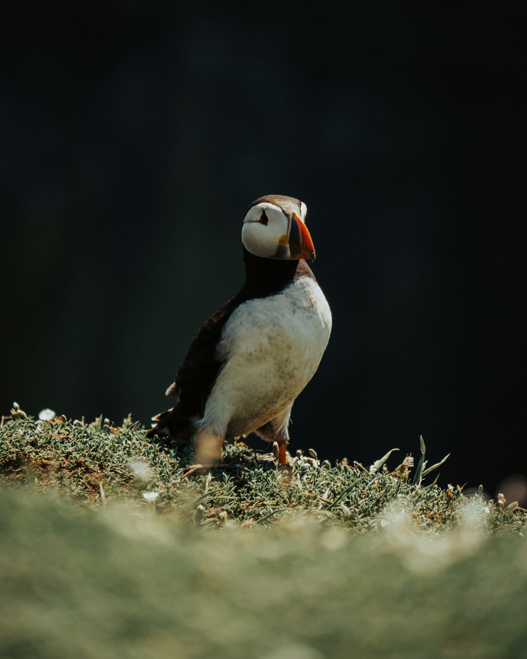 white and black bird on brown grass