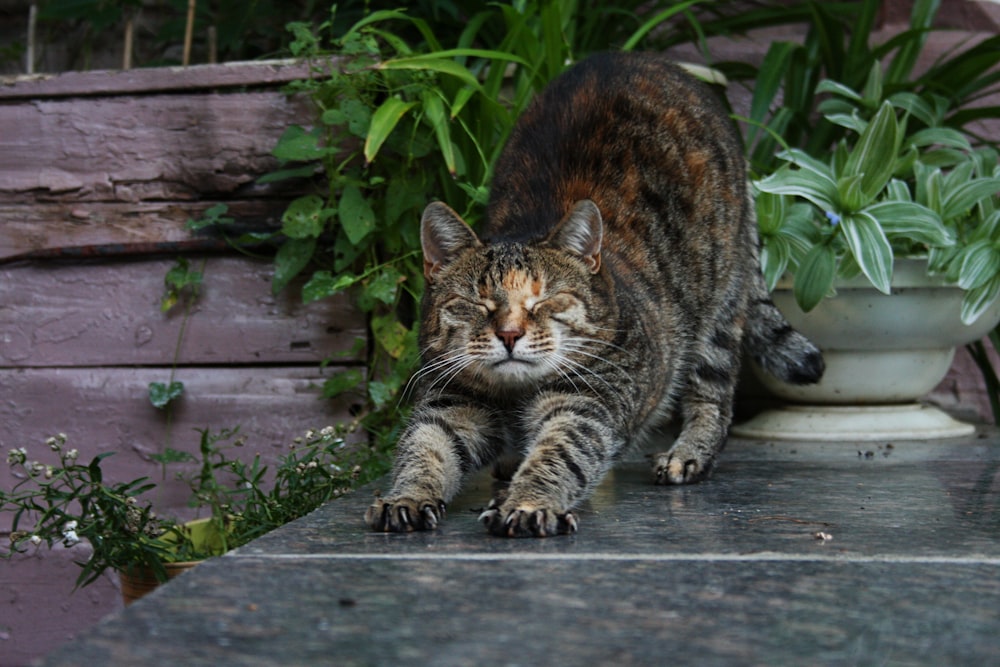 brown tabby cat on gray wooden floor