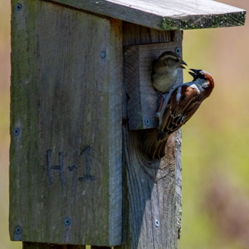 brown and black bird on brown wooden bird house