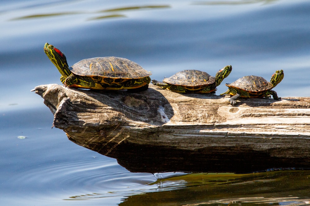 tortue brune et noire sur bûche de bois brun sur plan d’eau pendant la journée