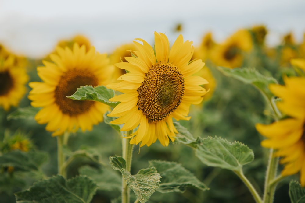 yellow sunflower in close up photography