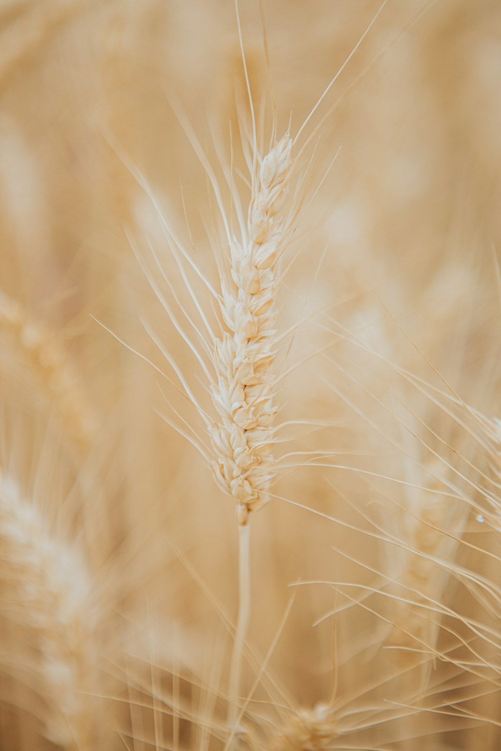 brown wheat in close up photography