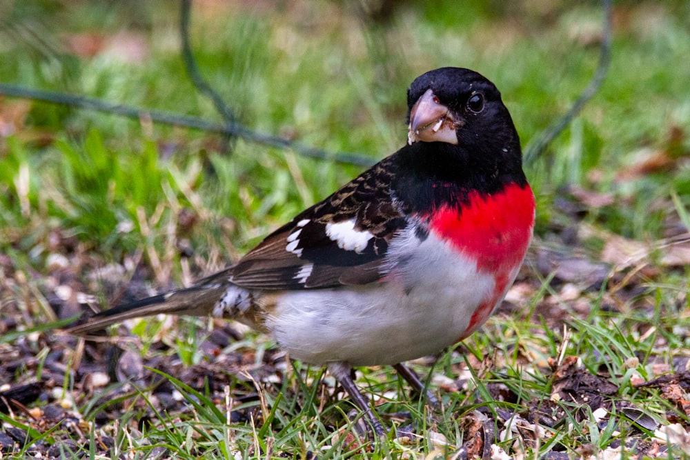 pájaro negro, blanco y rojo sobre hierba verde durante el día