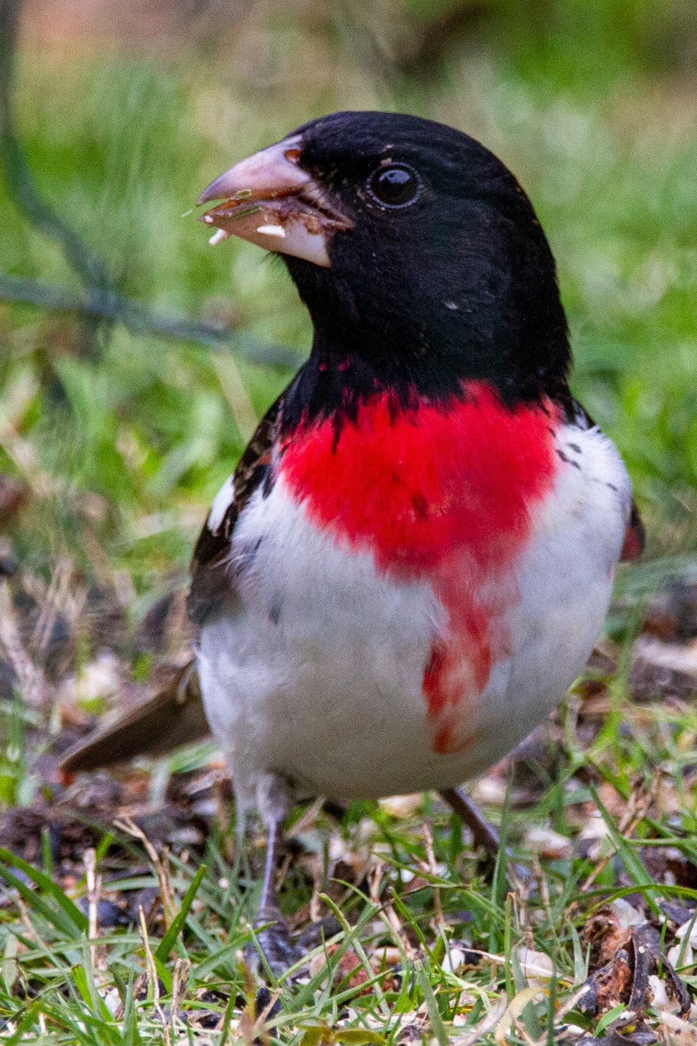 black white and red bird on green grass during daytime
