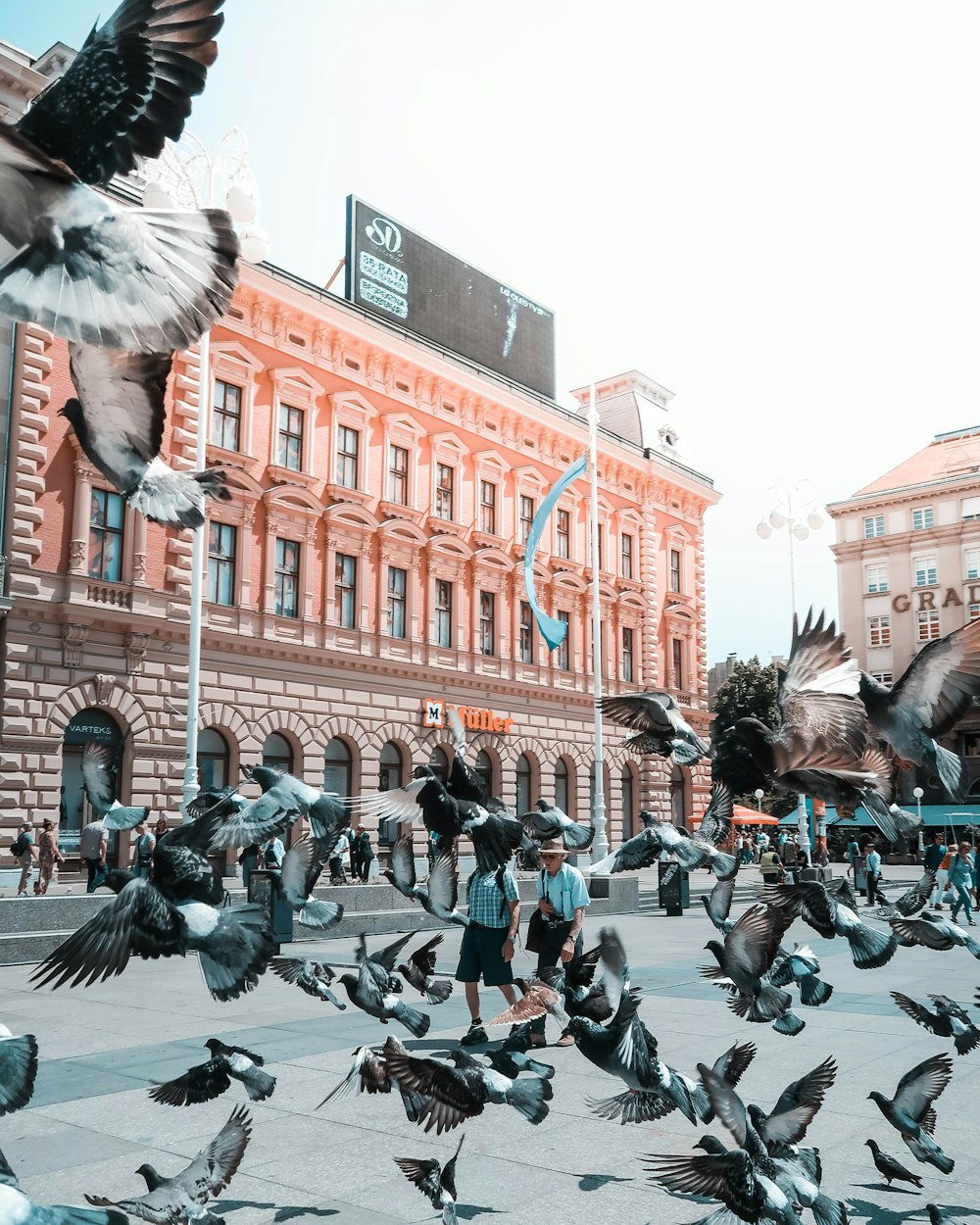 personnes marchant dans la rue avec des pigeons