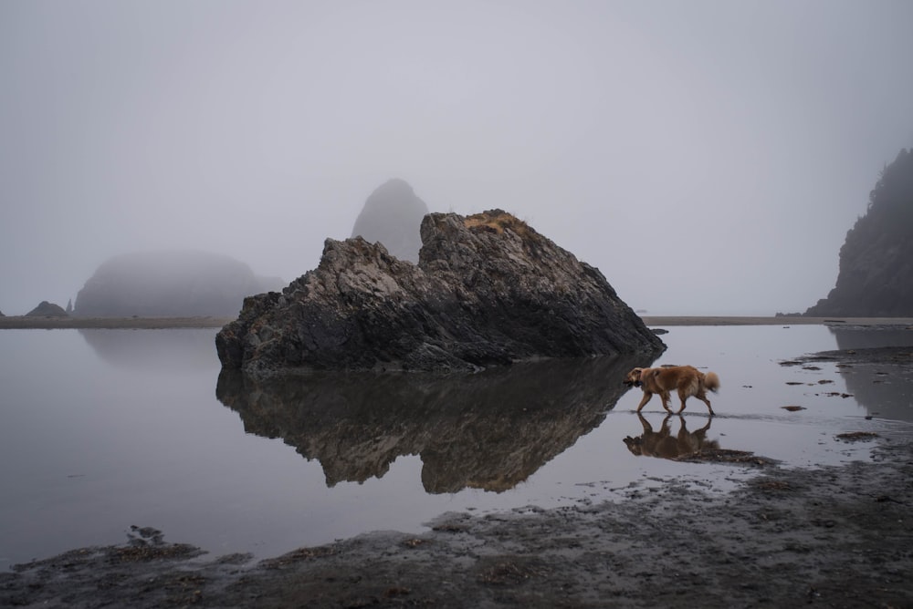 2 dogs on rock near body of water during daytime