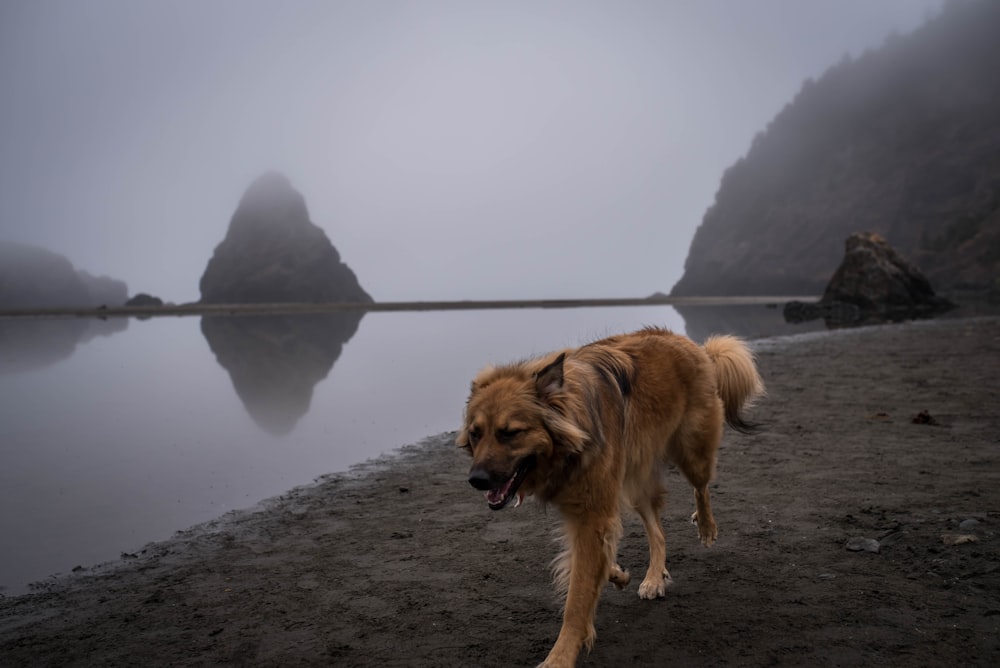 brown short coated dog on gray sand near body of water during daytime