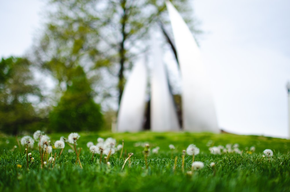 white dandelion flowers on green grass field during daytime