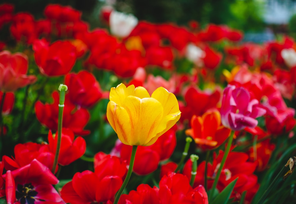 red and yellow tulips in bloom during daytime