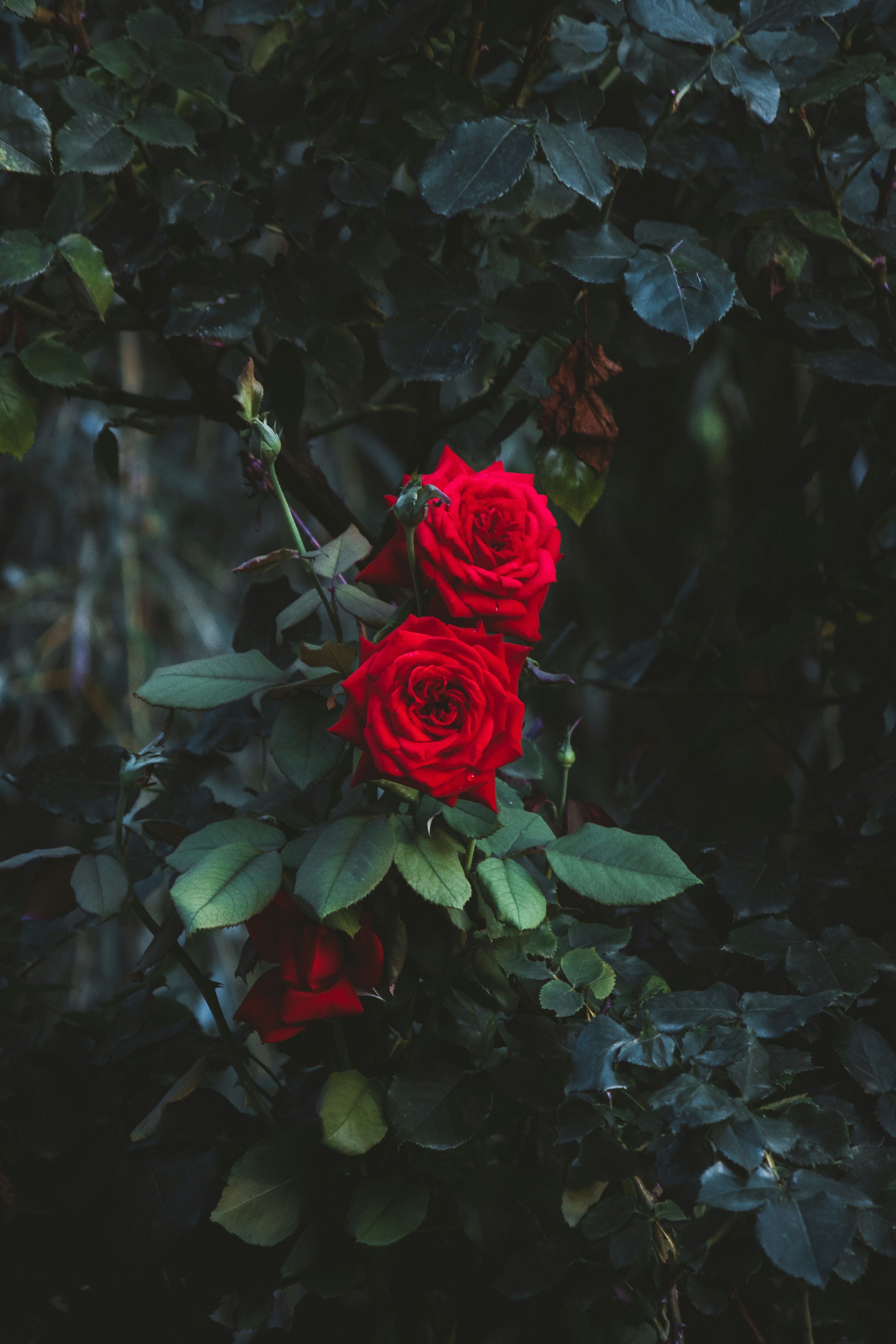 350 Red Rose Images Hq Download Free Pictures On Unsplash