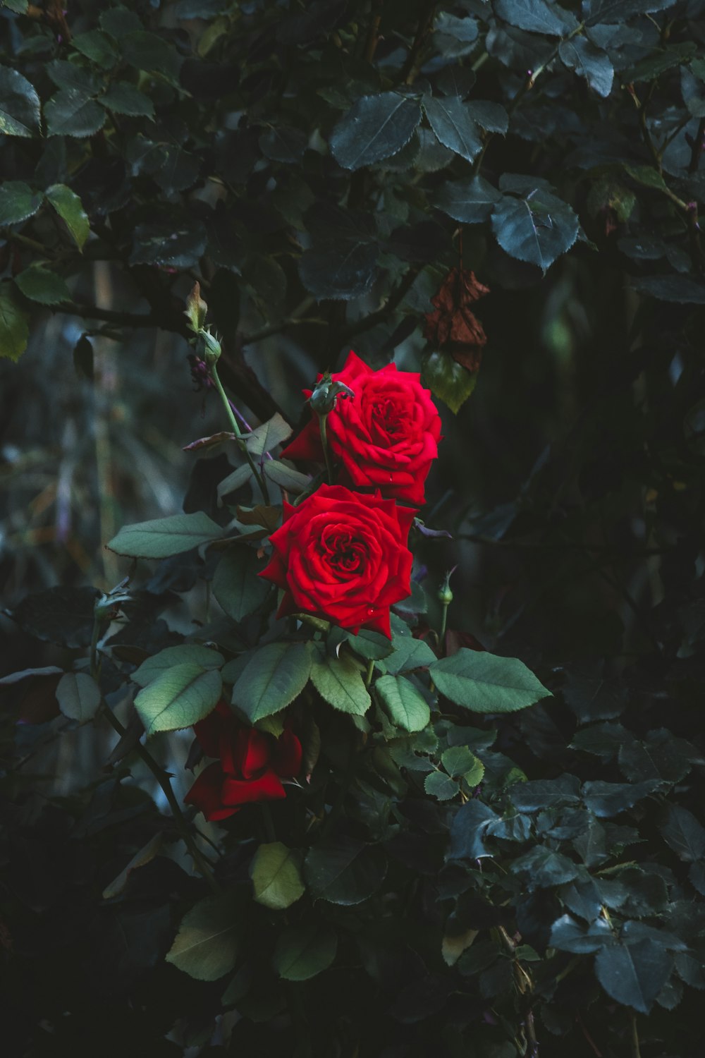 red rose in bloom during daytime