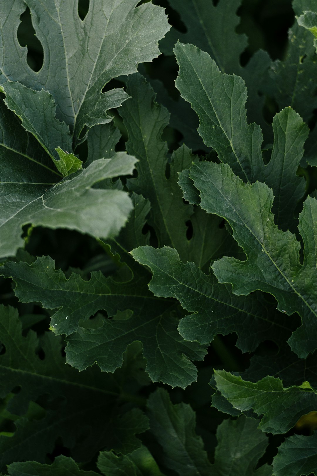 green leaf plant during daytime