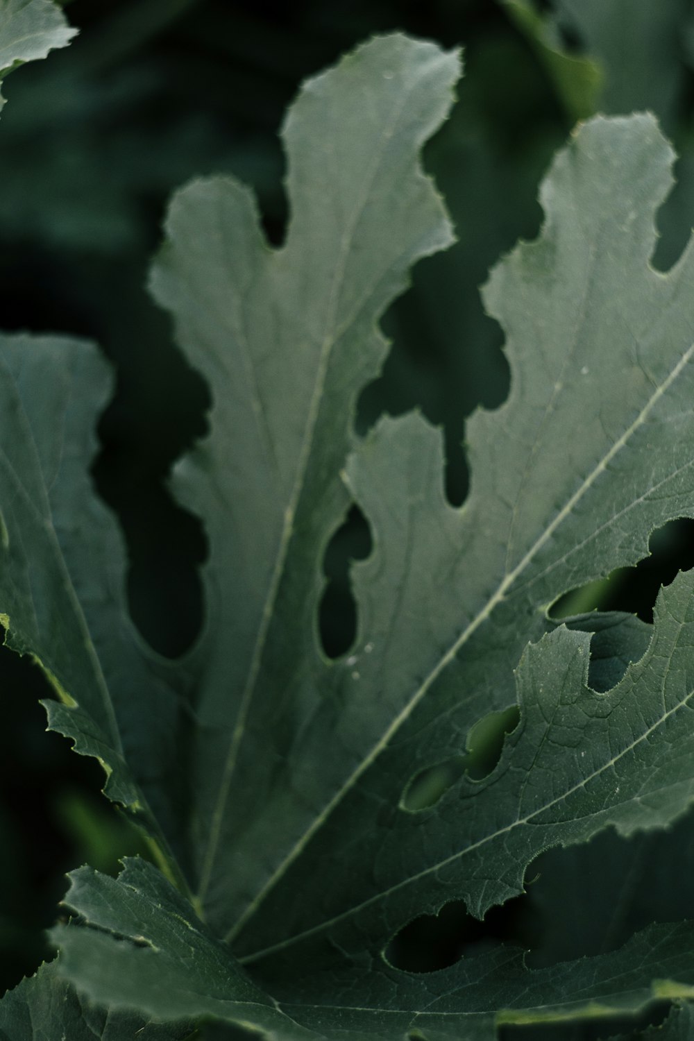 green leaf with water droplets