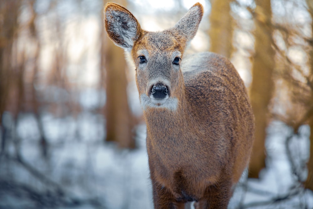 brown deer in snow covered field during daytime