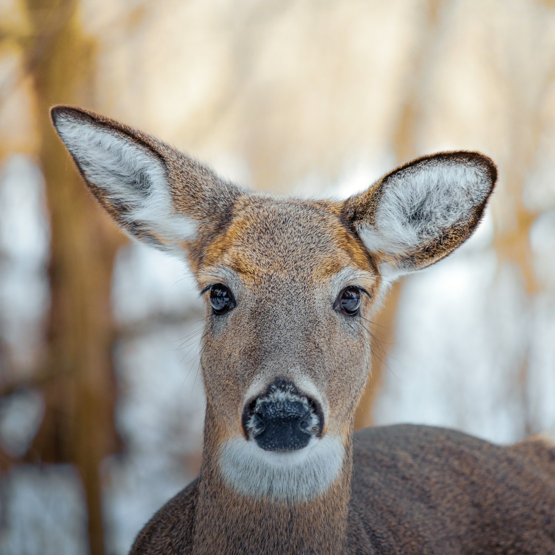 brown deer in tilt shift lens