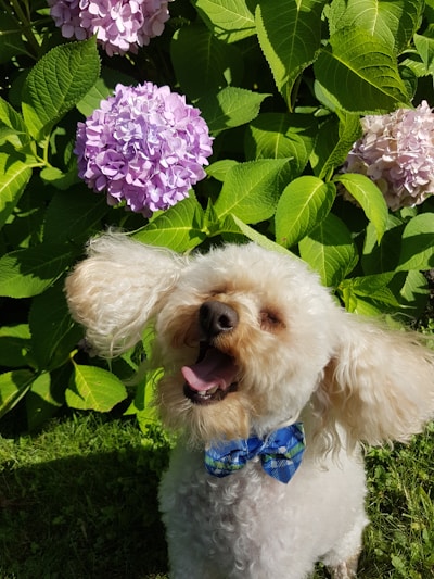 A happy dog wearing a colorful bow tie from My Baby Pet in a sunny park.