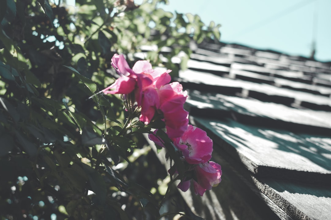 pink flower on brown wooden fence