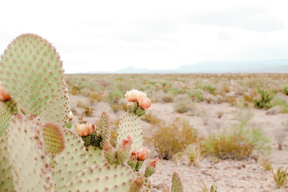 white and pink flowers on brown field during daytime