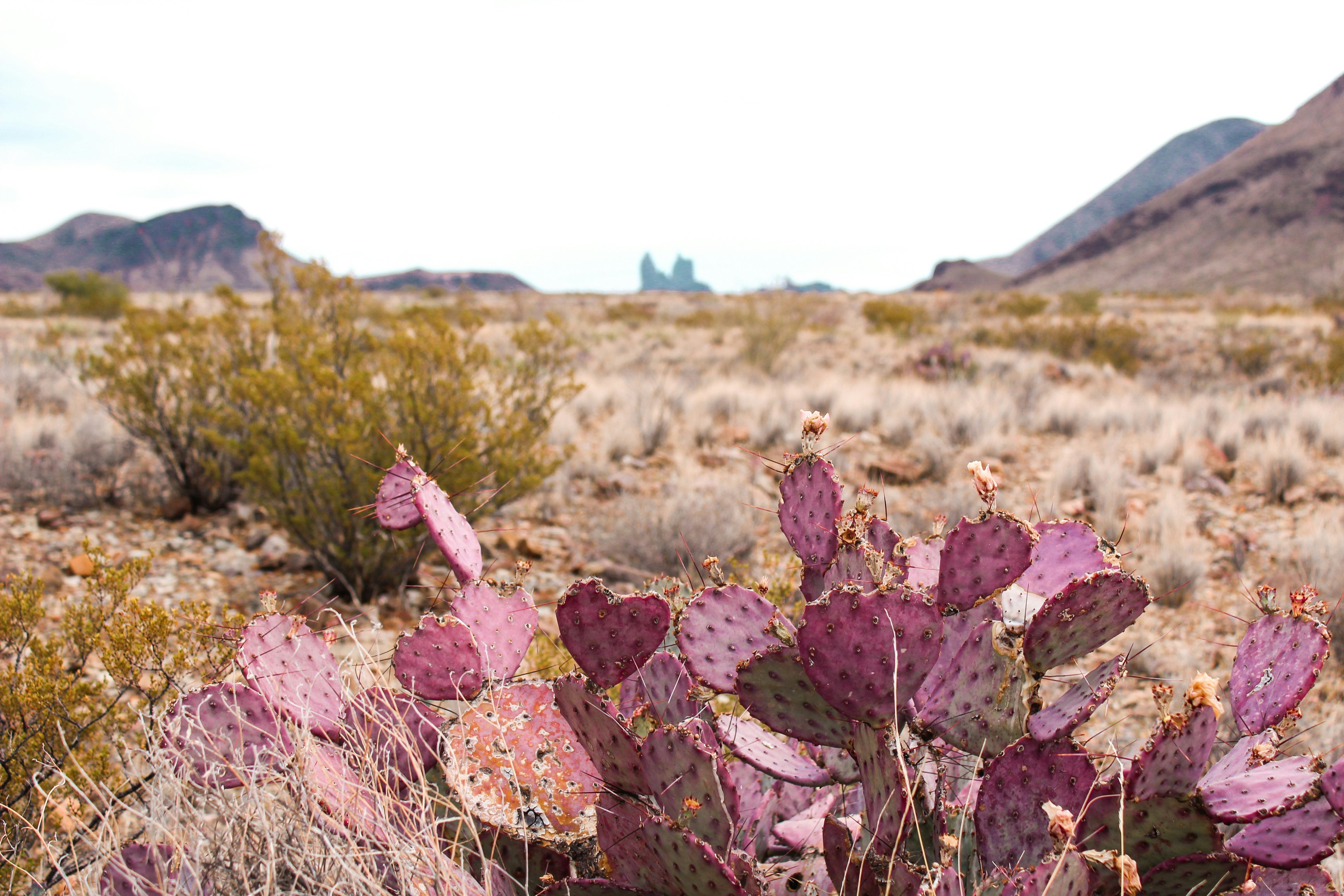 purple flowers on brown field during daytime