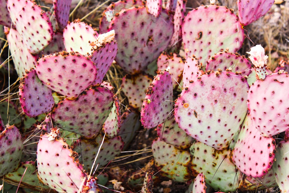 green cactus plant during daytime