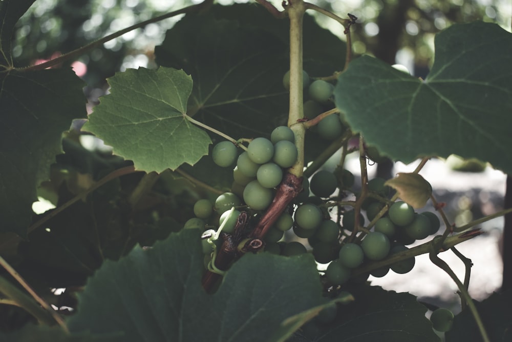 green round fruits on tree during daytime