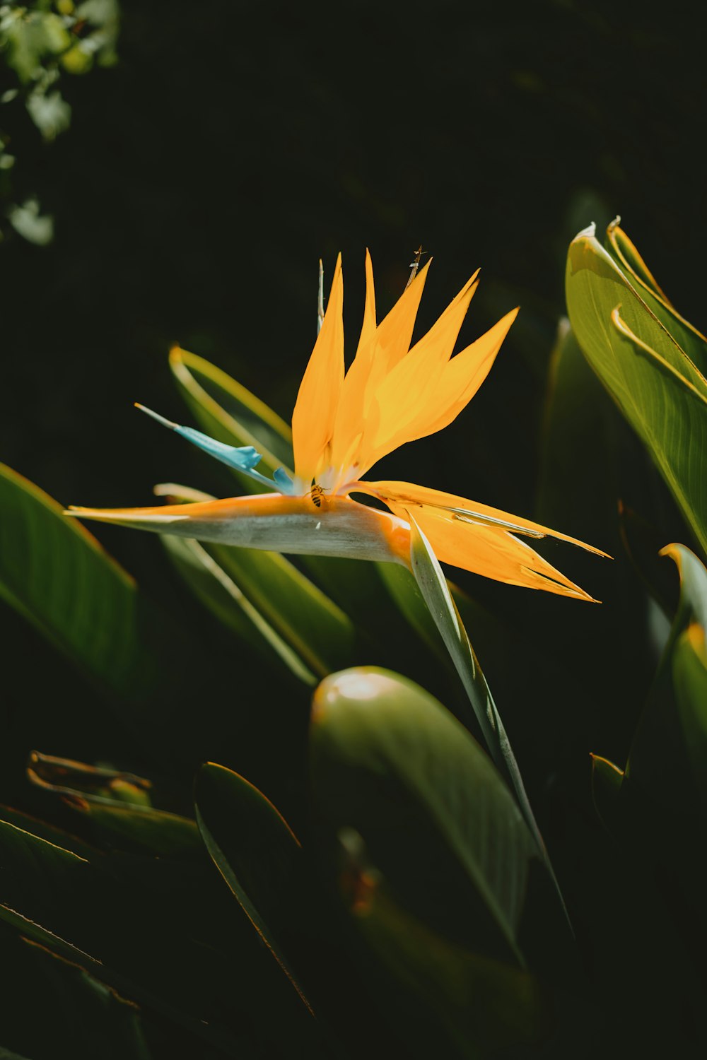 yellow birds of paradise in bloom
