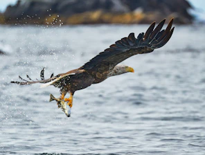 An exhilarating action shot of a wild eagle swooping down near a mountain lake at sunrise.
