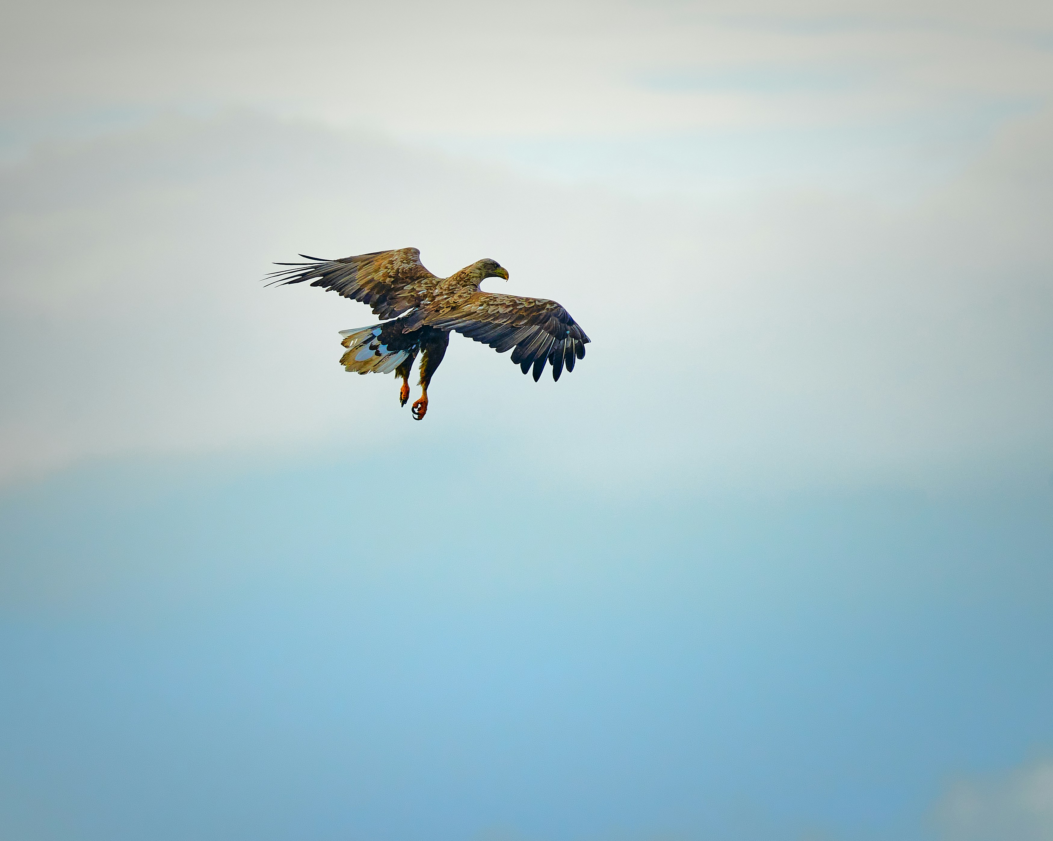 放送中の茶色のハヤブサのローアングル写真の写真 Unsplashで見つける青いの無料写真