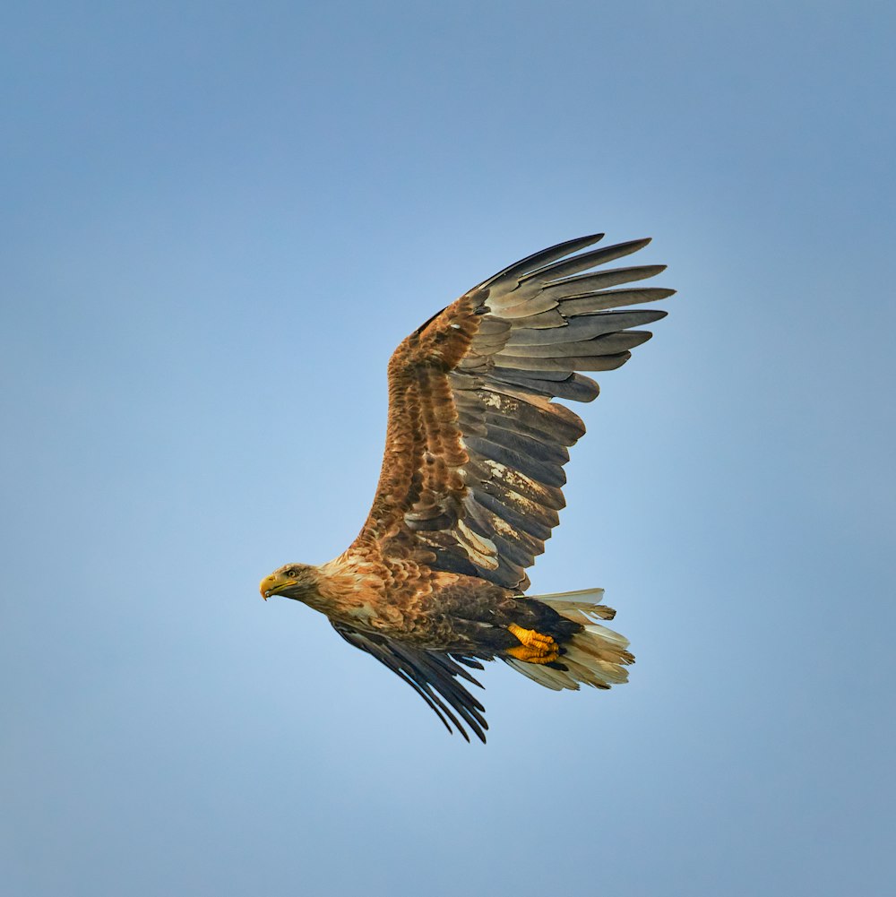 brown and white eagle flying under blue sky during daytime