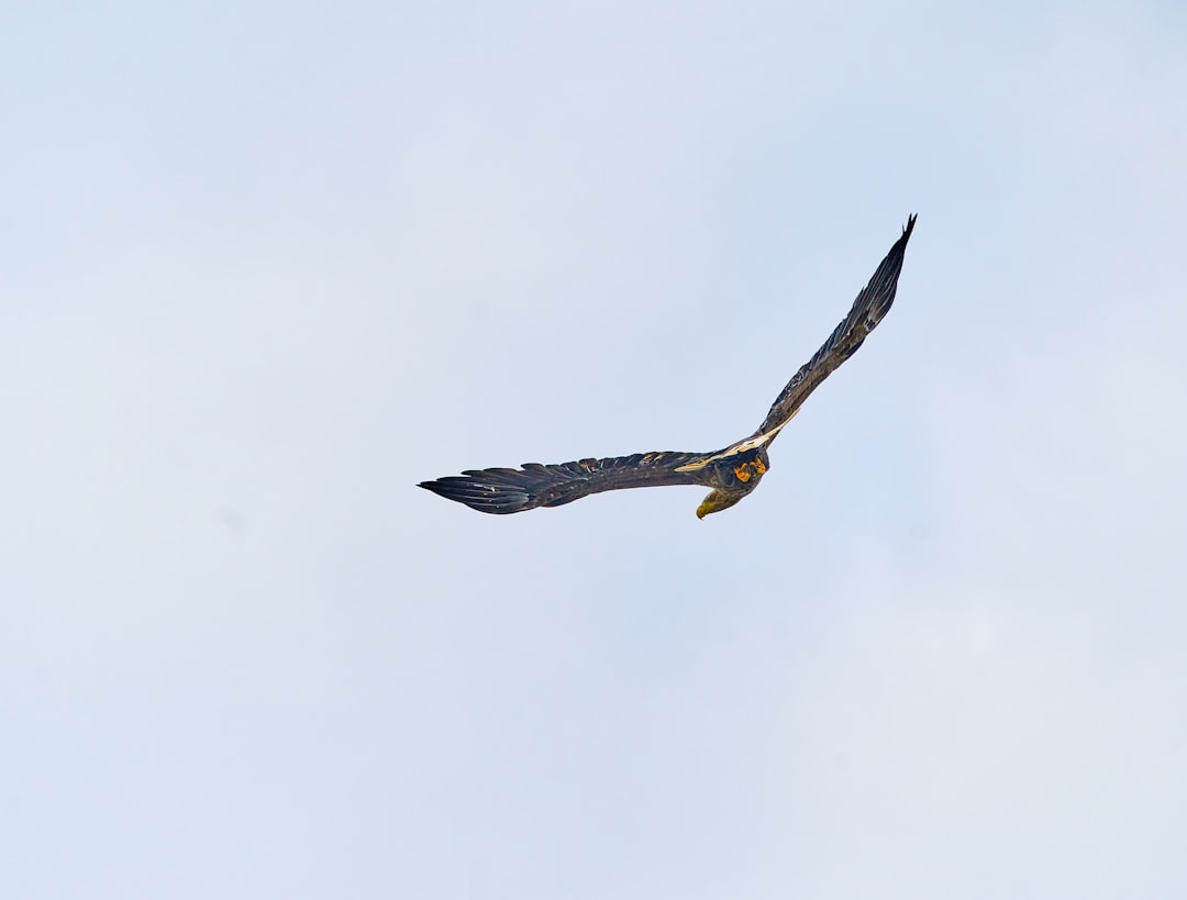 black and white bird flying