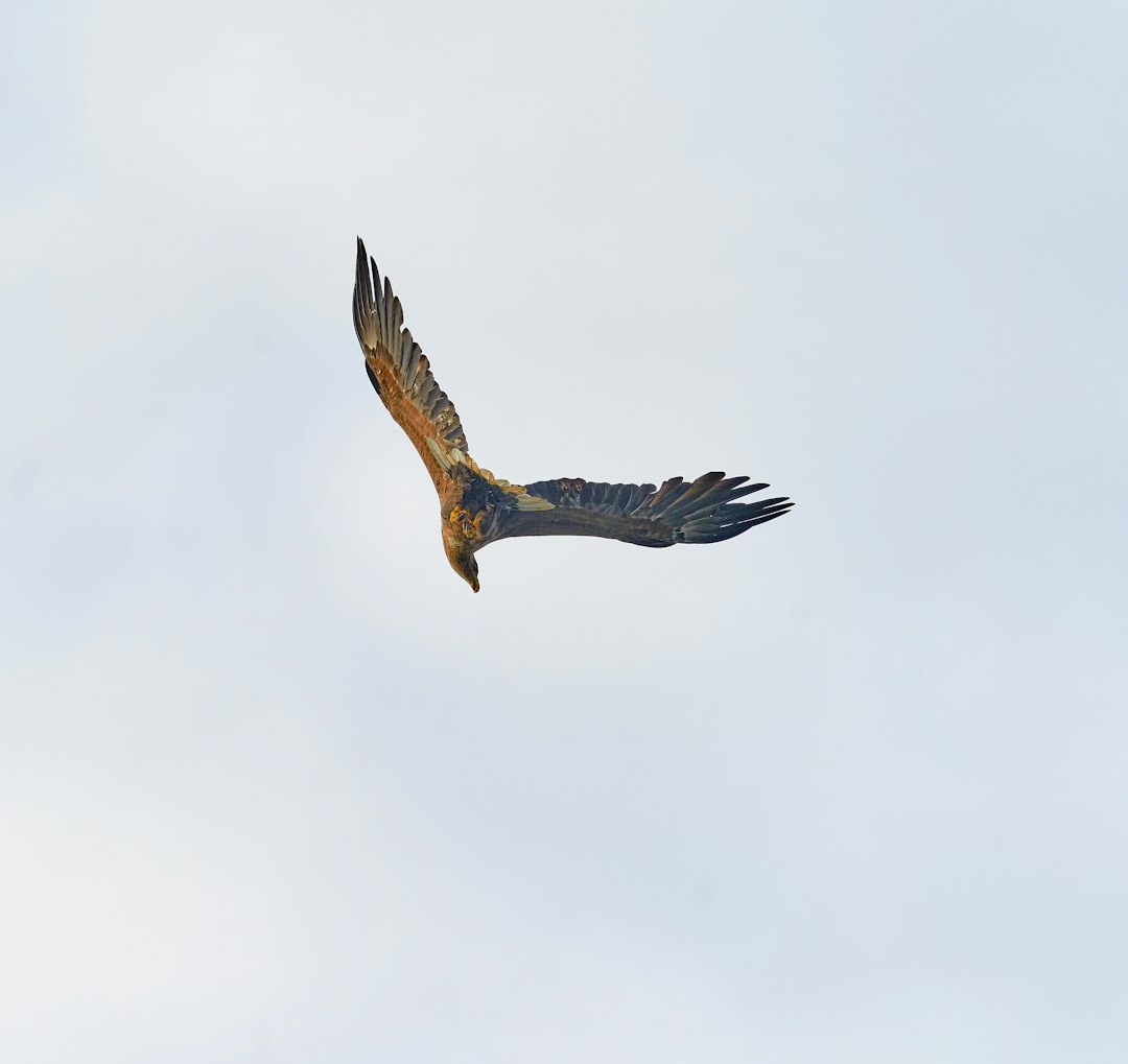 brown and black bird flying under white clouds during daytime