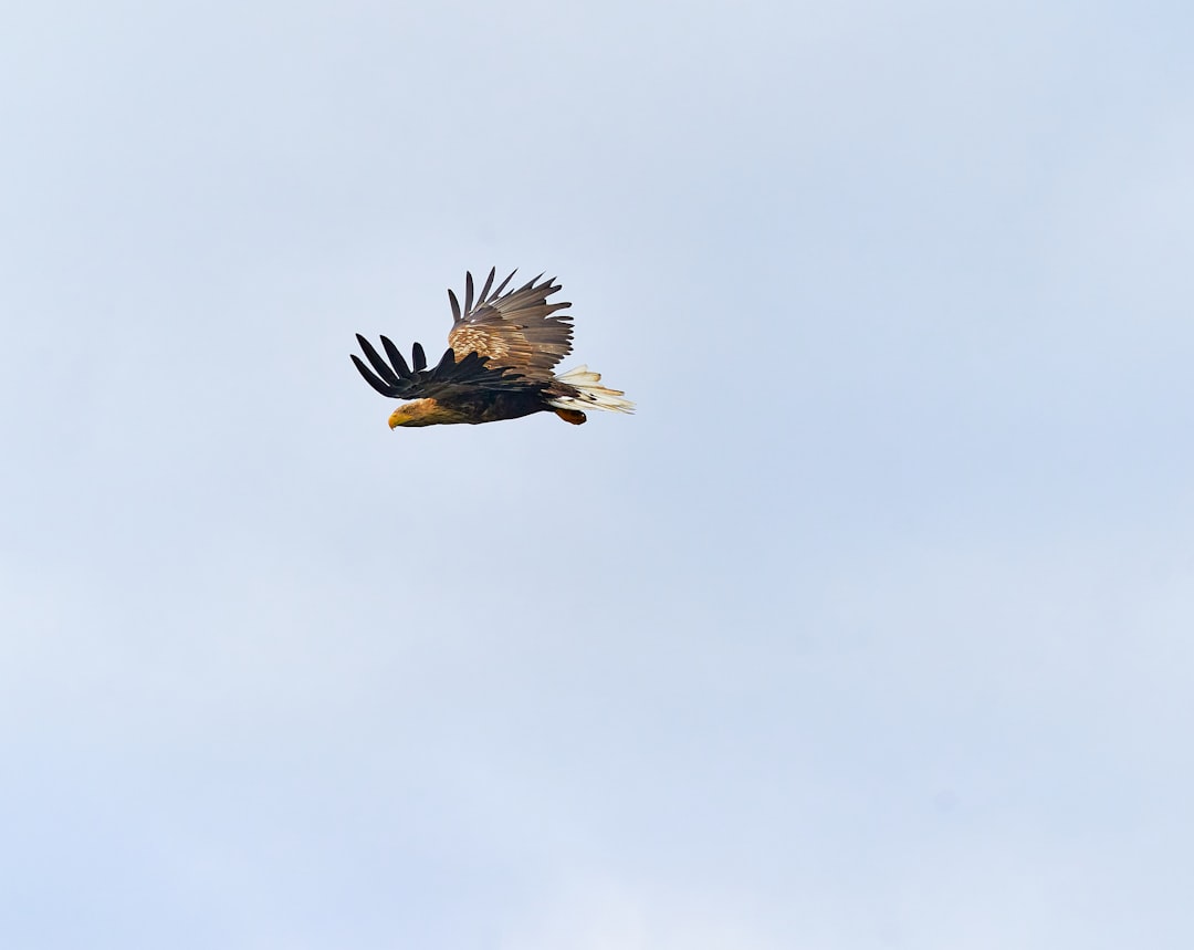 brown and white eagle flying under white sky during daytime