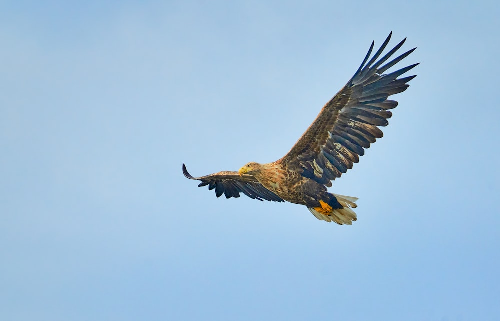 brown and black eagle flying under blue sky during daytime
