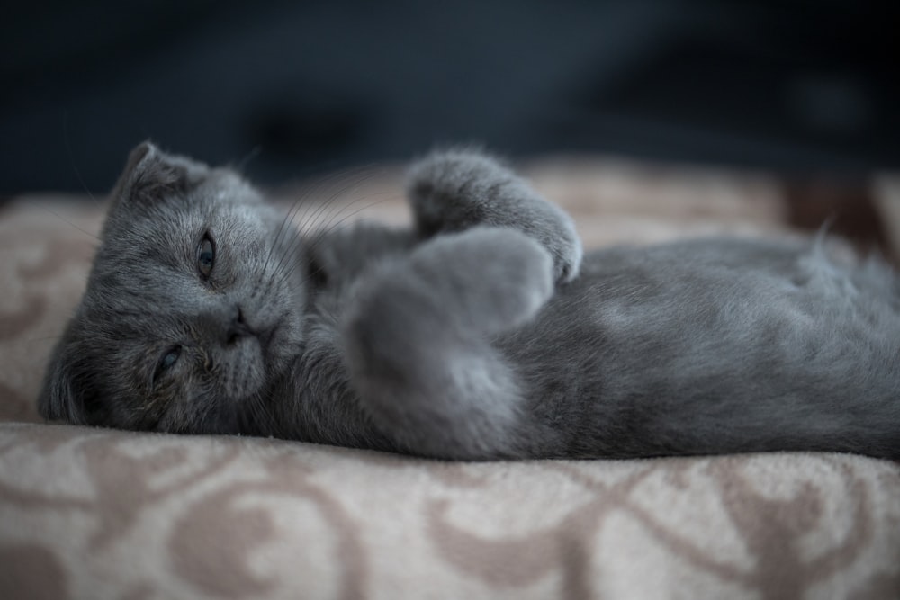 갈색 섬유에 누워있는 러시아 파란 고양이
