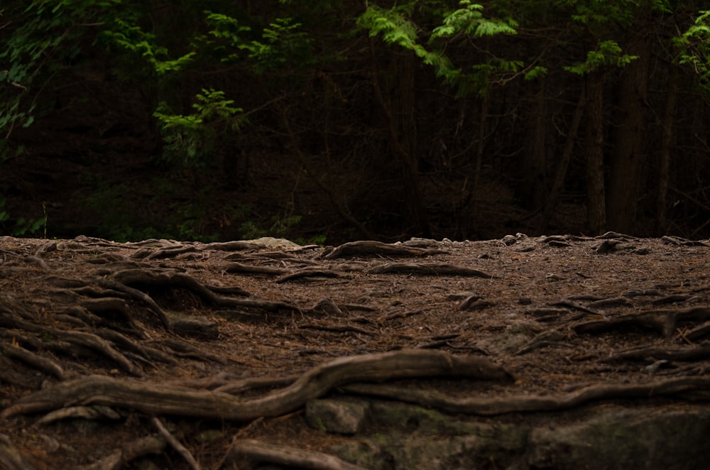 brown tree log on brown soil