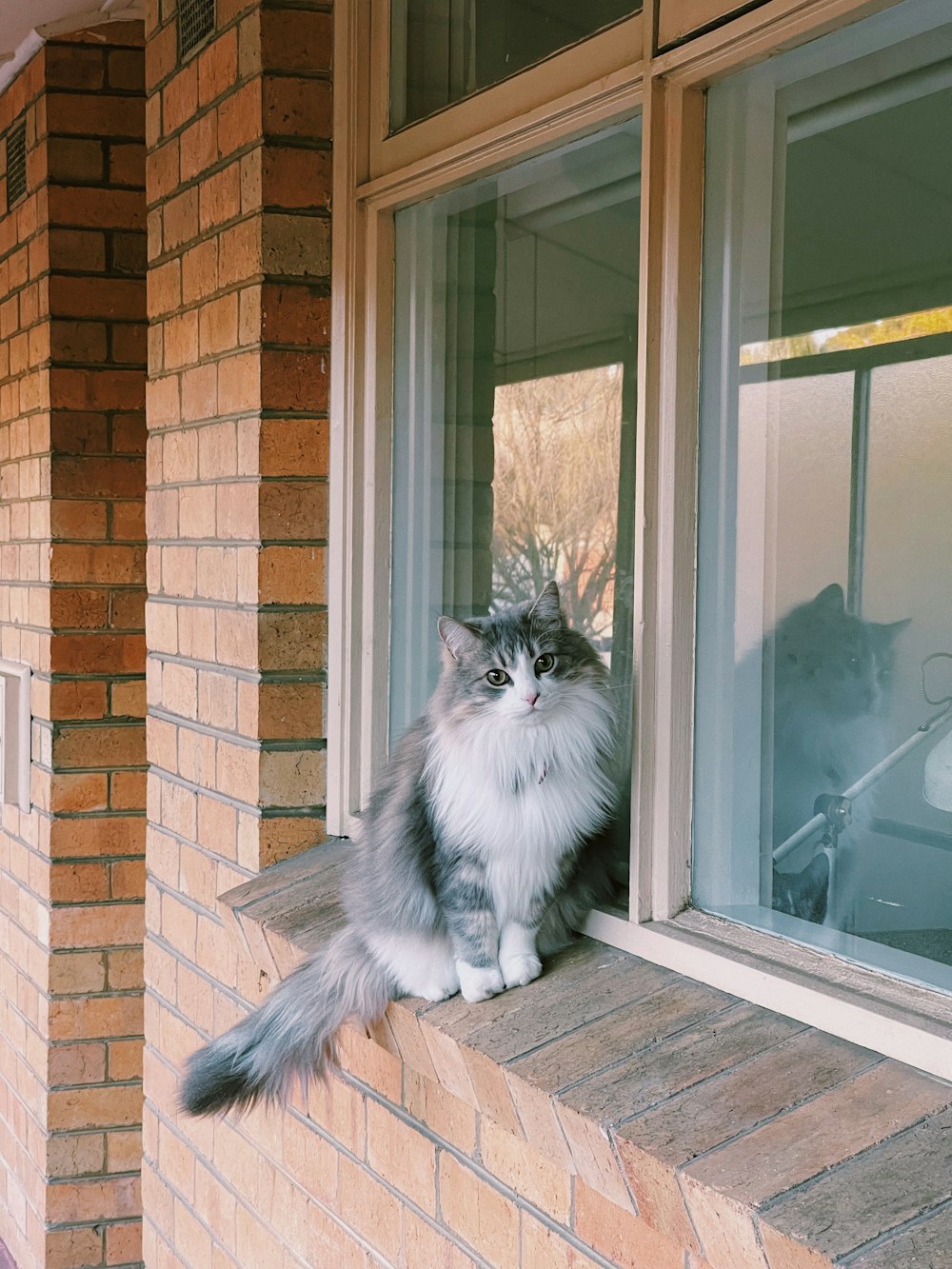 white and black long fur cat sitting on brown wooden window frame during daytime