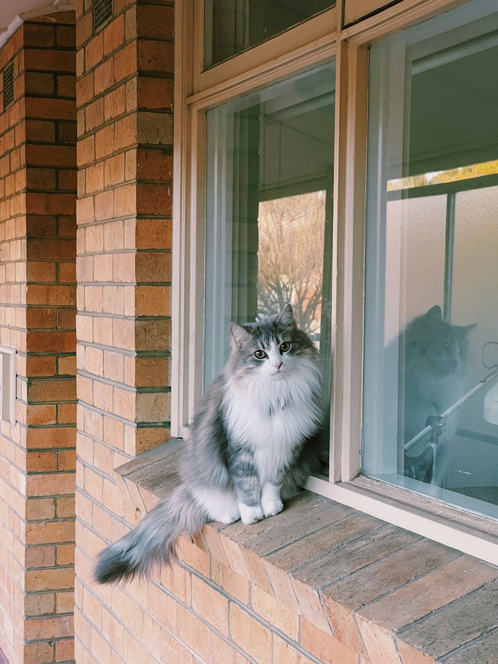 gato de pele longa branca e preta sentado na moldura da janela de madeira marrom durante o dia
