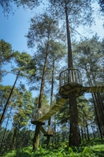 A high platform is attached to tall trees in a dense forest. A rope bridge connects these platforms, elevated above the grassy forest floor. Sunlight filters through the canopy, creating a serene atmosphere.