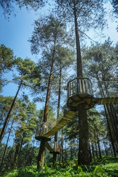 A high platform is attached to tall trees in a dense forest. A rope bridge connects these platforms, elevated above the grassy forest floor. Sunlight filters through the canopy, creating a serene atmosphere.