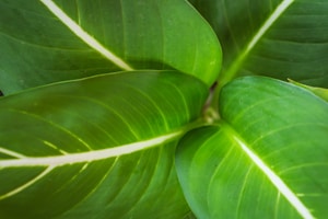 Alocasia Aurea