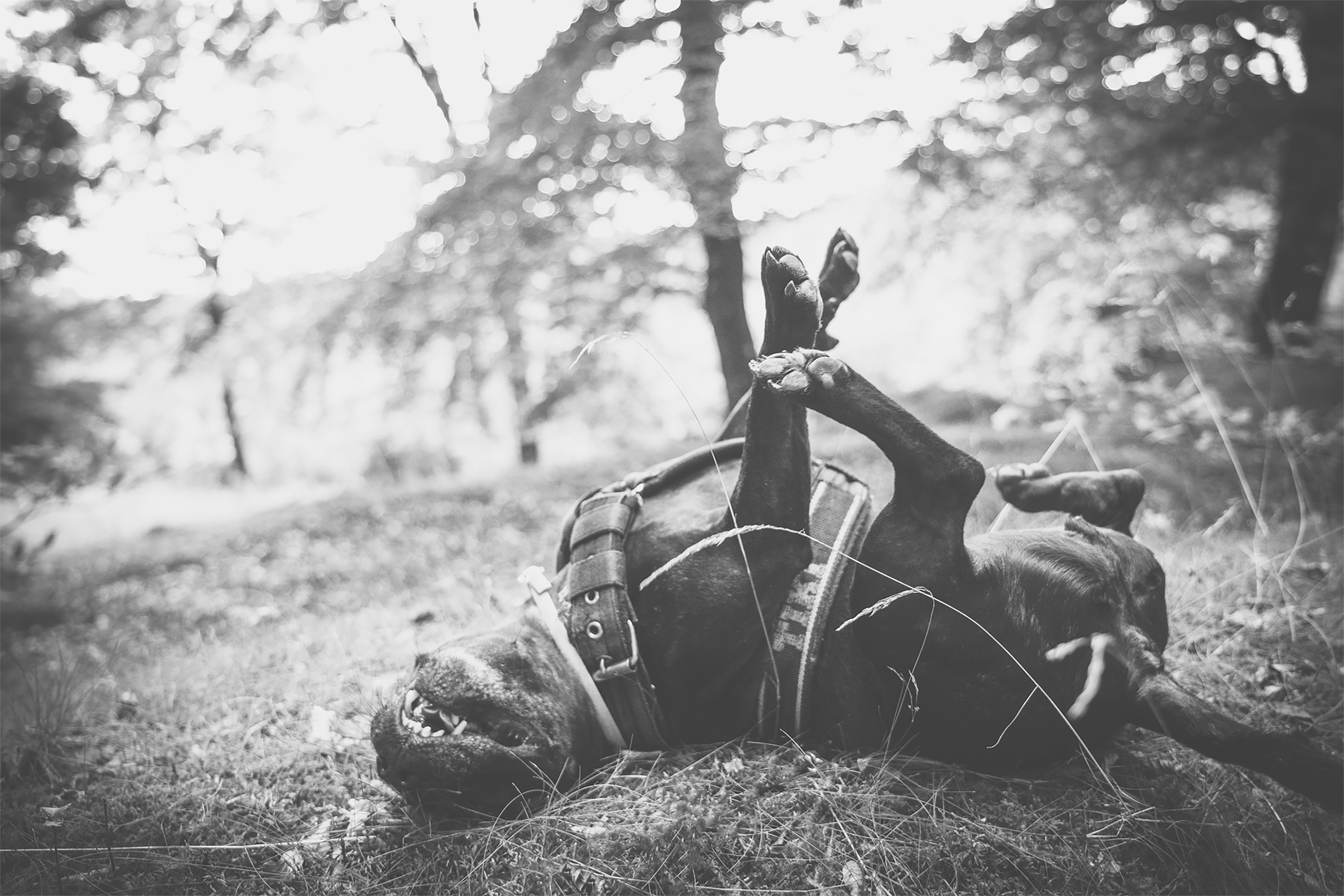 grayscale photo of man sitting on grass field