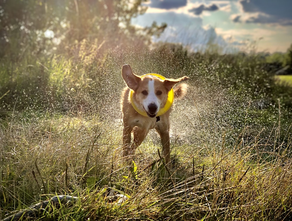 brown and white short coated dog on green grass field during daytime