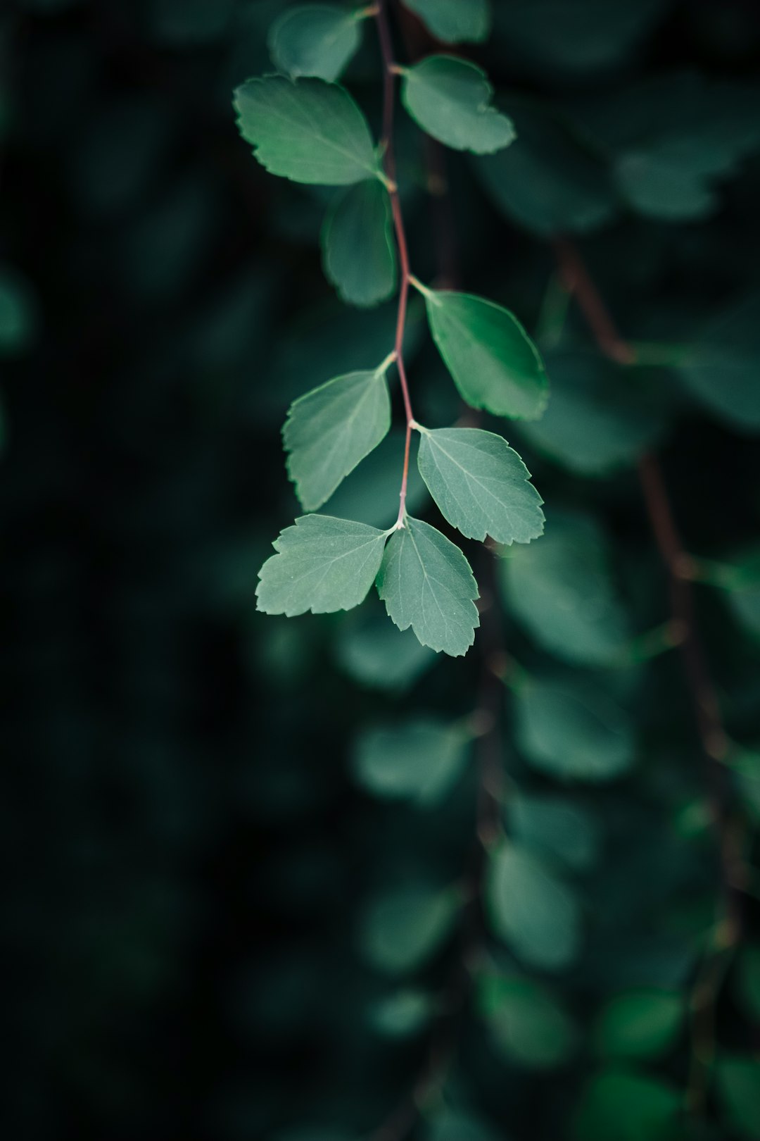 green leaves in tilt shift lens