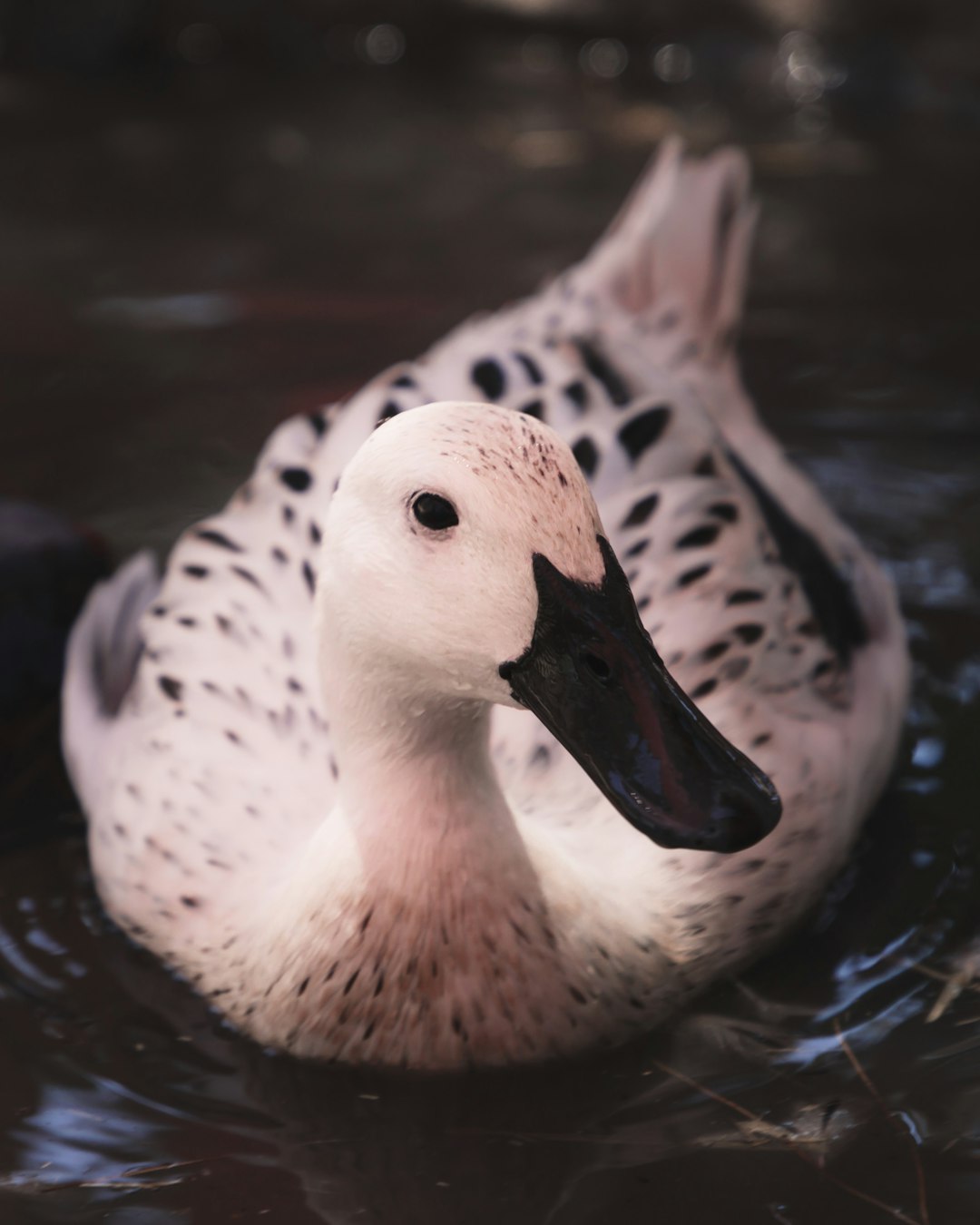 white and black duck on water