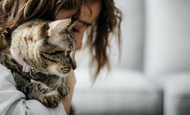 The Human-Cat Relationship: Understanding the Bond between Owners and Their Feline Companions