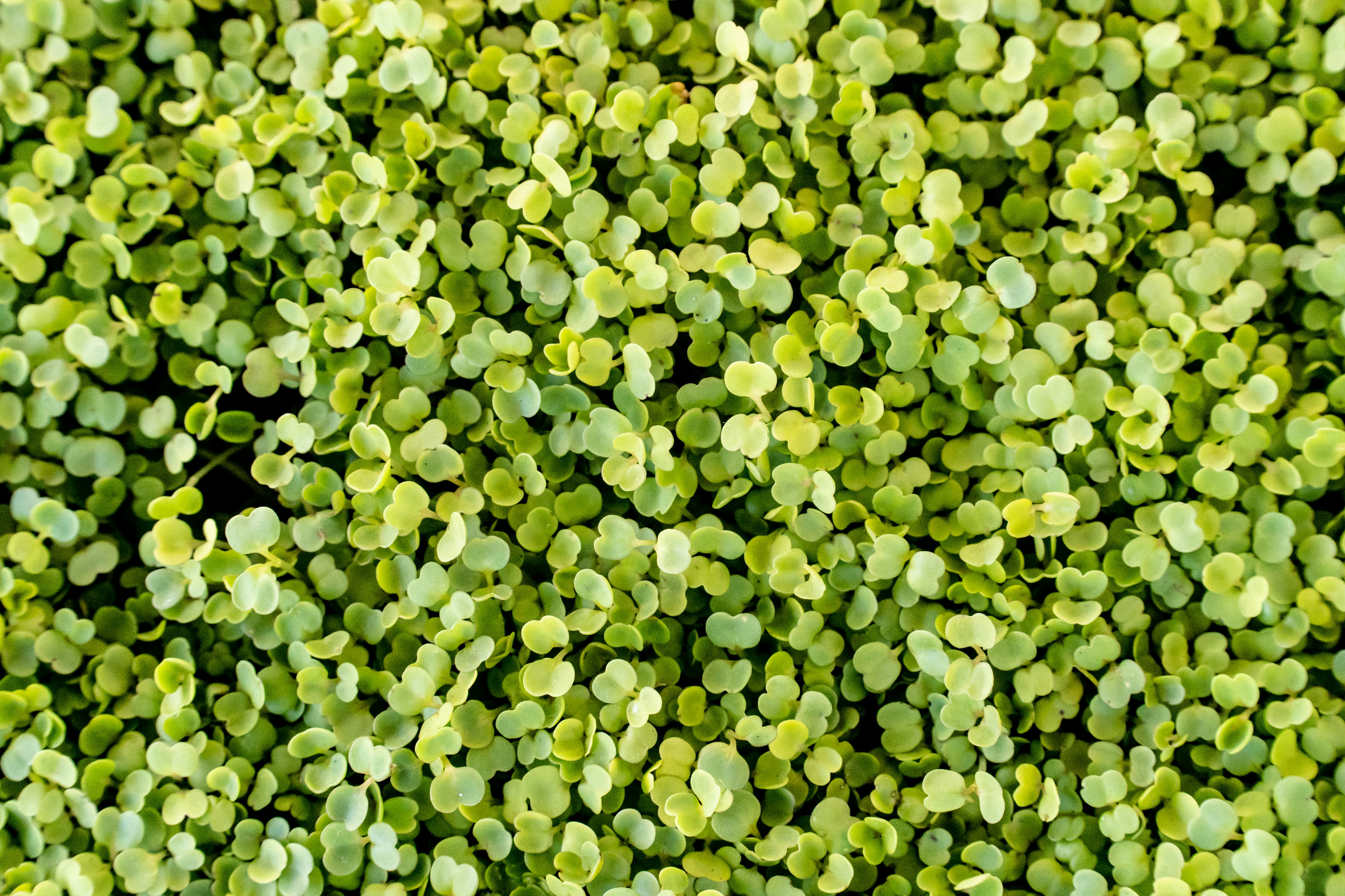 Photo by earl_plannerzone