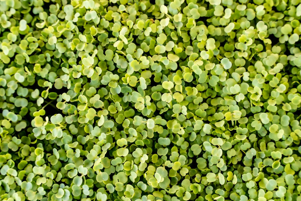 plante à feuilles vertes pendant la journée