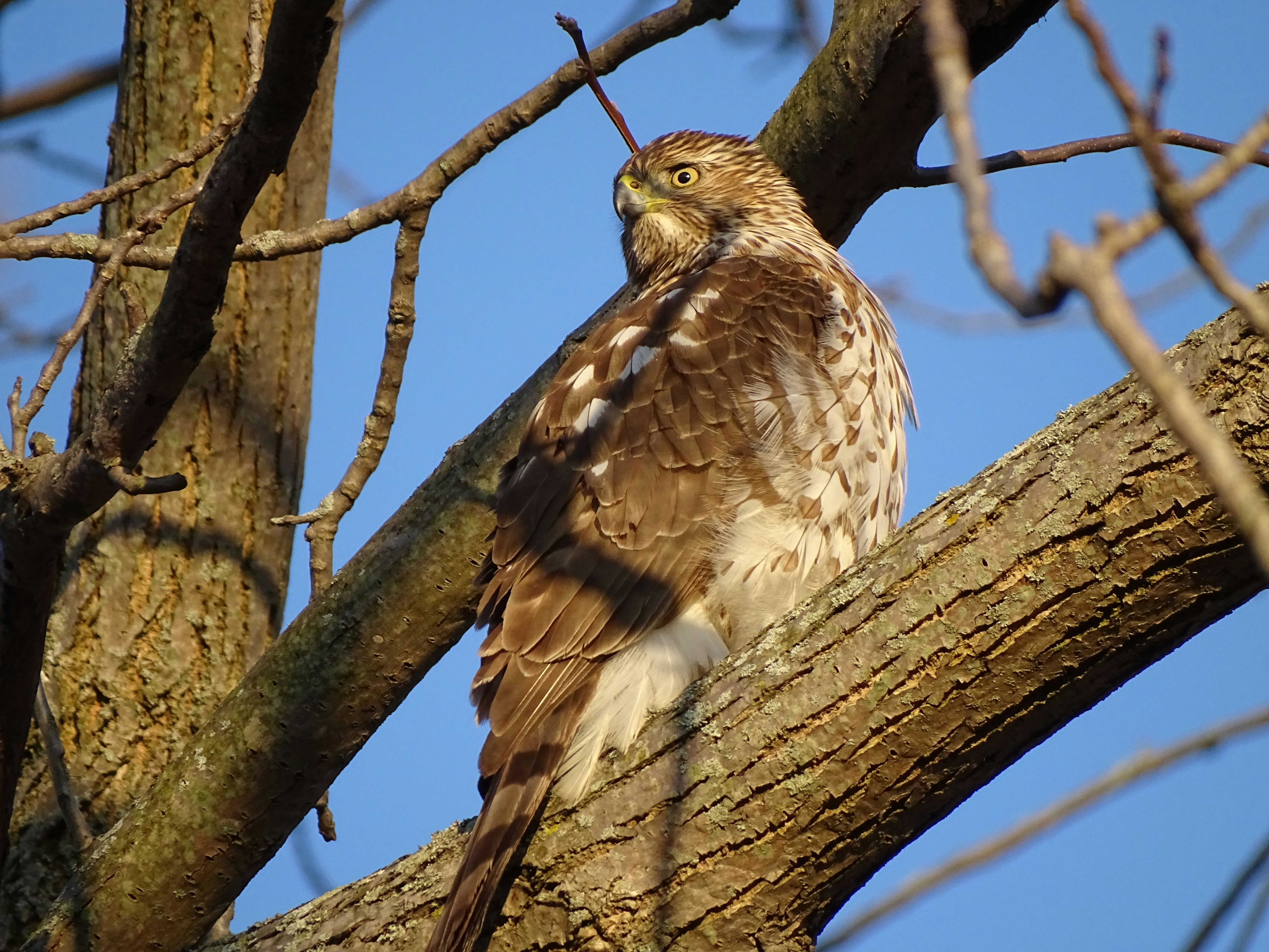 Photo by stevengbrown