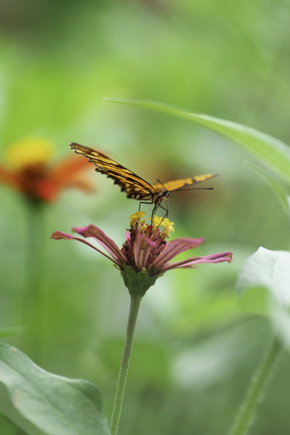 brown and black butterfly on yellow and red flower